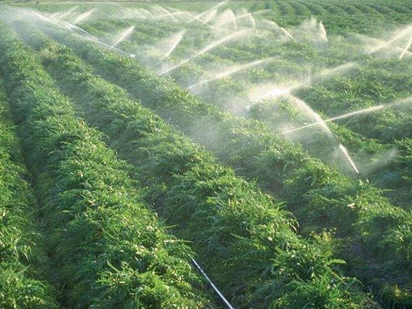 农业节水灌溉管理技术_洛宁县永丰现代农业投资开发